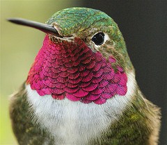 Hummingbird