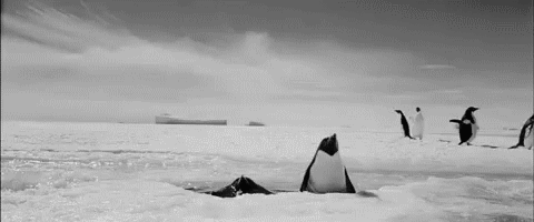 Badass penguins